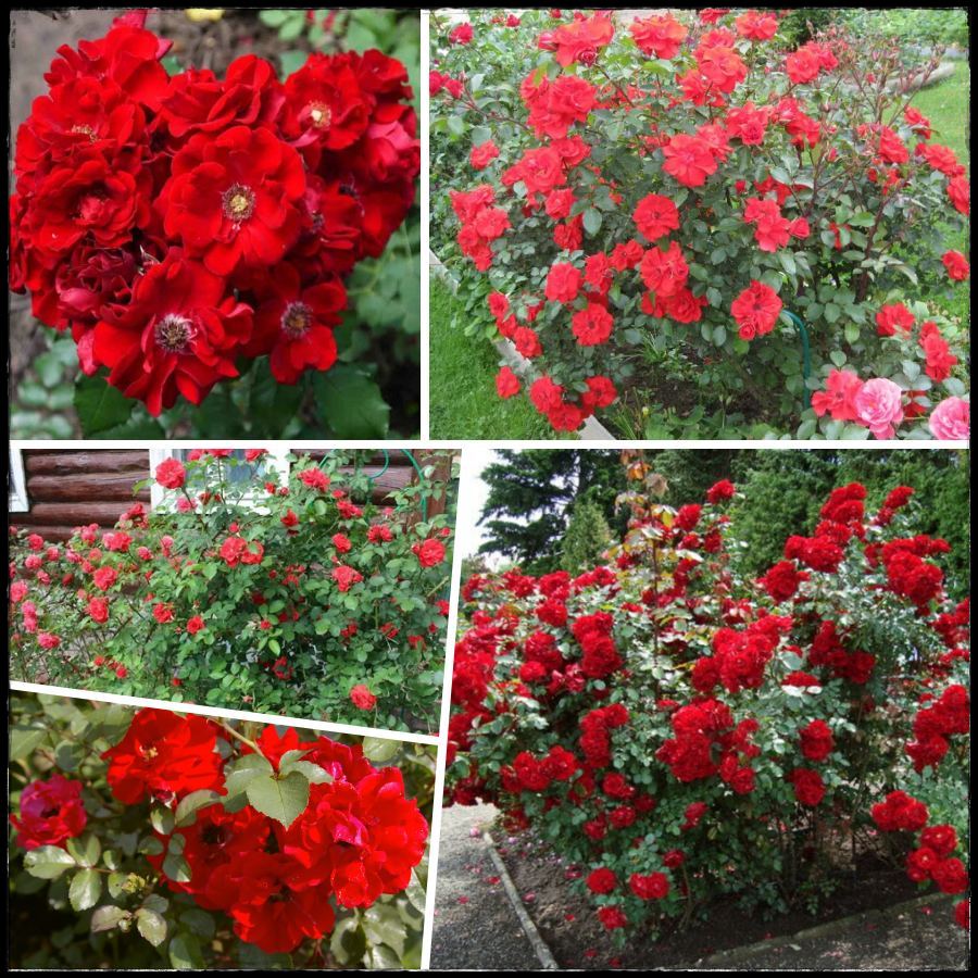 Brillant Kosar róże parkowe